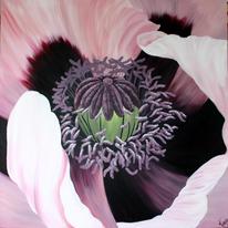 Oriental Poppy