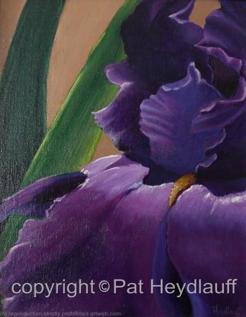 Still-Life Artwork - Purple Velvet Iris - The purple iris is regal in its royal spring attire at the Wichita Botanic Gardens. You want to just reach out and touch one.