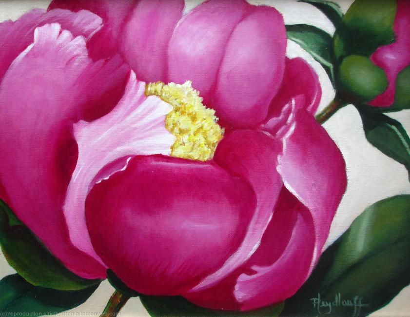 Peony in Full Bloom - Peonies in bloom abound in the Bontanica Wichita, KS gardens in late spring. They are perfect in color, shape and design for the flower lover.