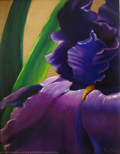 Purple Velvet Iris - The purple iris is regal in its royal spring attire at the Wichita Botanic Gardens. You want to just reach out and touch one.