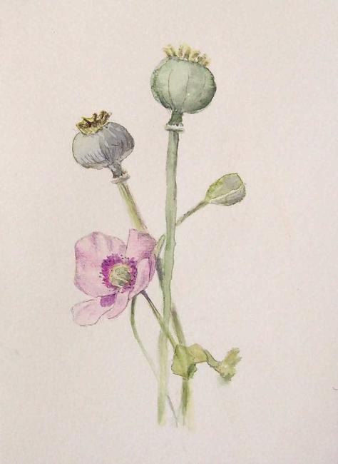 Opium Poppy