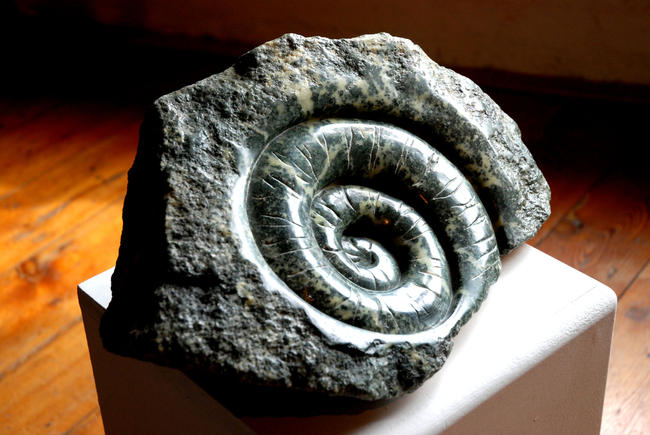 Ammonite