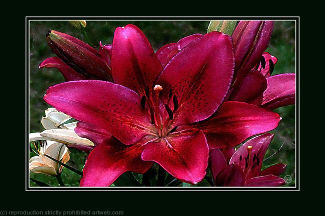 RED LILIES