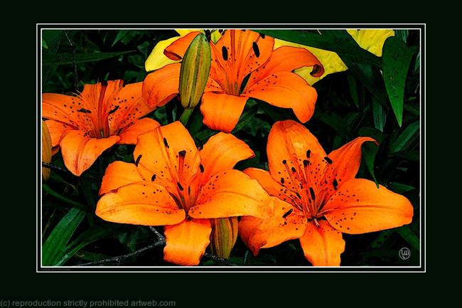ORANGE LILIES
