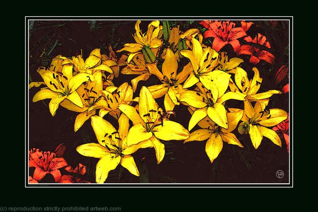 YELLOW LILIES