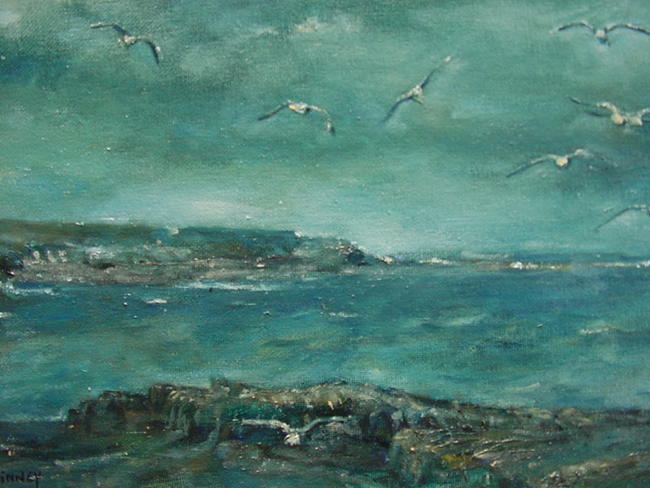 Gulls at Kilkee