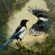 Magpies