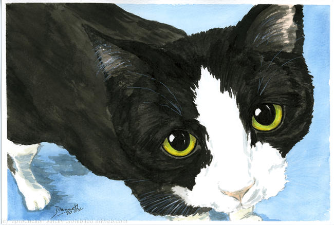 B / W CAT No.1452 TUXEDO