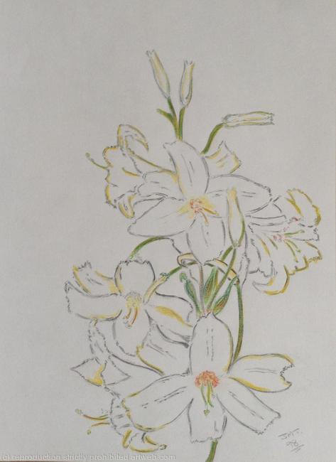 Lilies