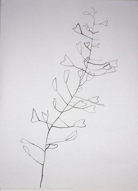 Little Weed on A1