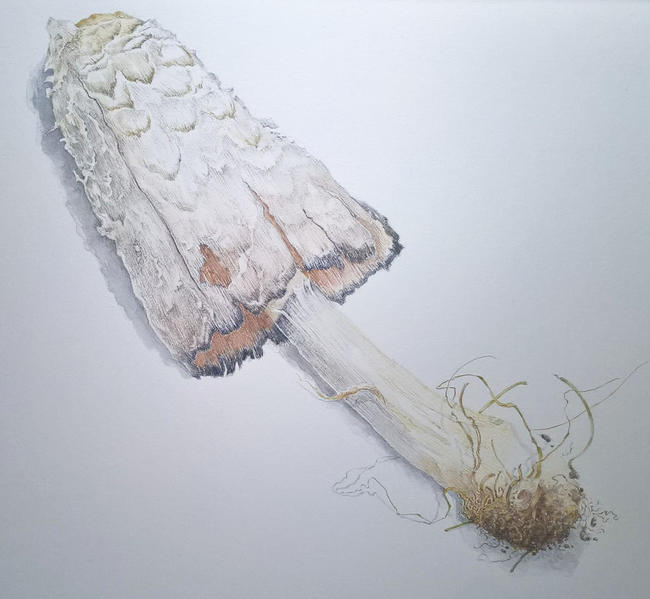 Shaggy Inkcap