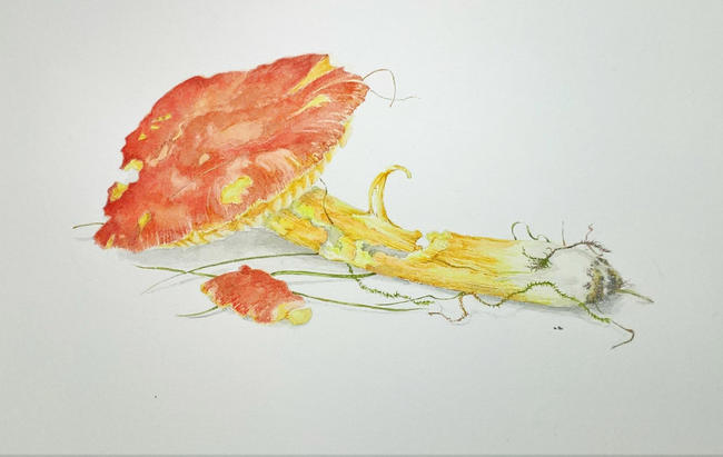 Crimson Waxcap