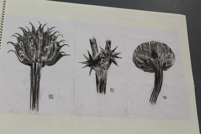 Plants