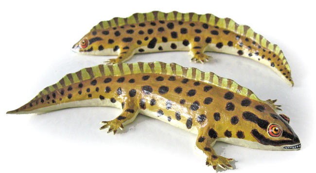 Smooth Newts