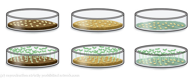 dishes of seeds