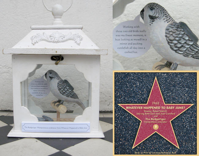 Budgie from 'Whatever happened to Baby Jane'
