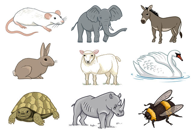A variety of animal illustrations