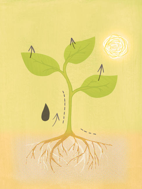 Transpiration
