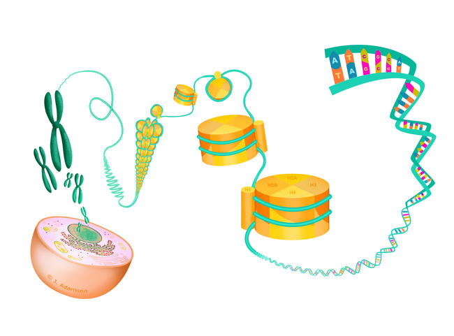 DNA packaging (manuscript illustration)