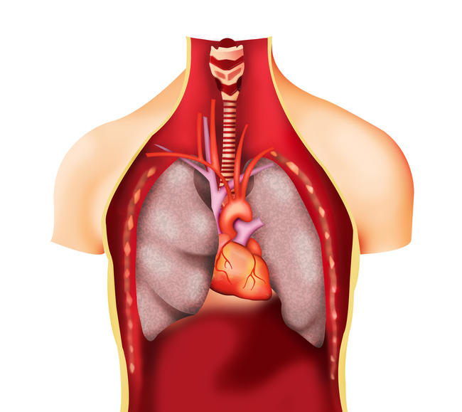 Thoracic Anatomy