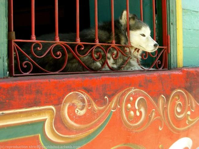 Buenos Aires onlooker