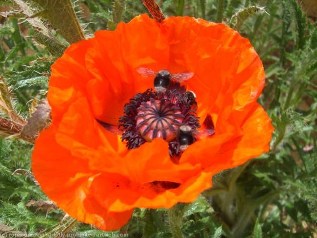 Poppy and bees