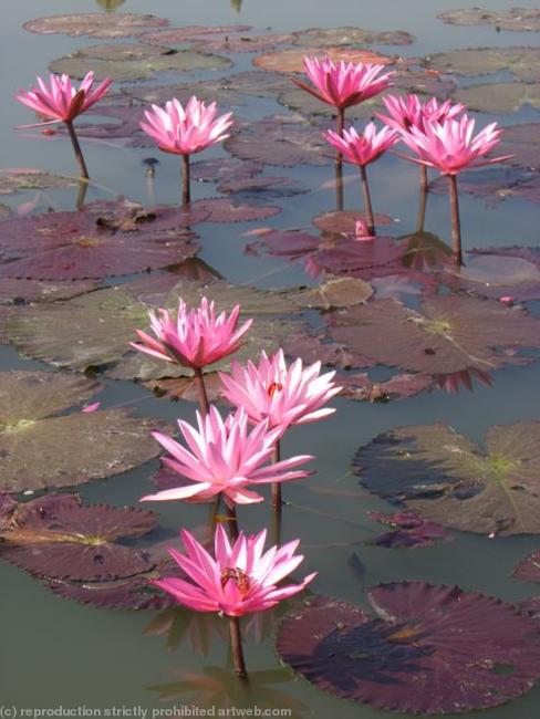 Lillies