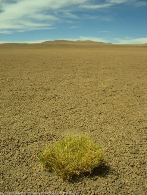 Altiplano desert