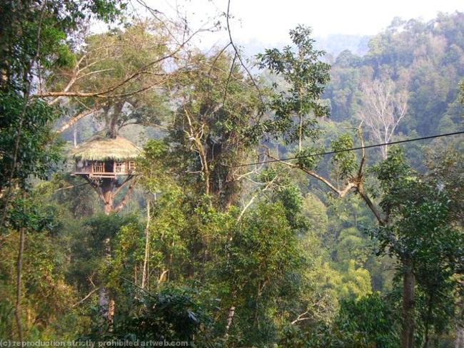 Jungle tree house