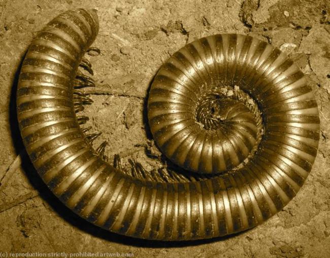 Millipede