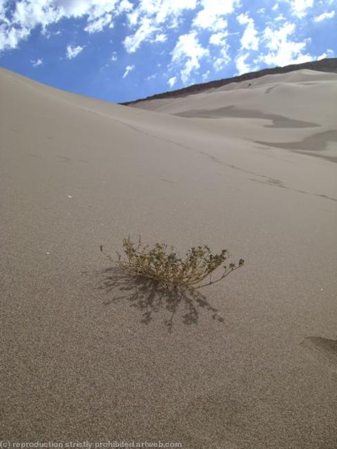 Desert growth