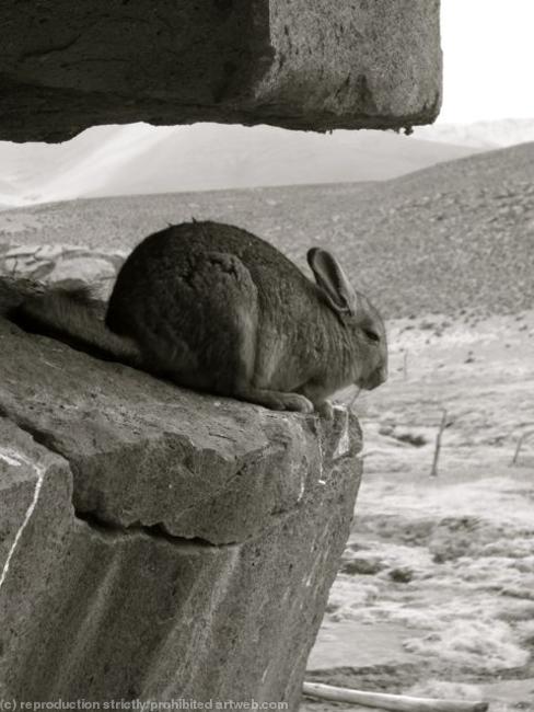 Vizcacha