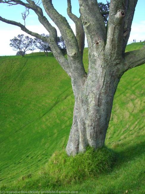 One tree hill