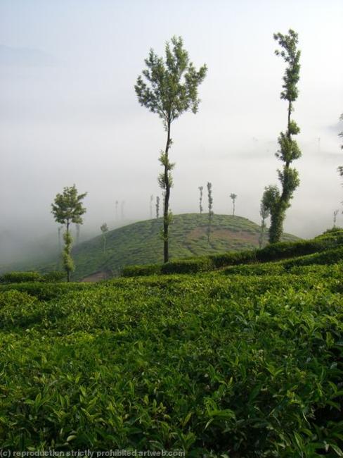 Tea plantation