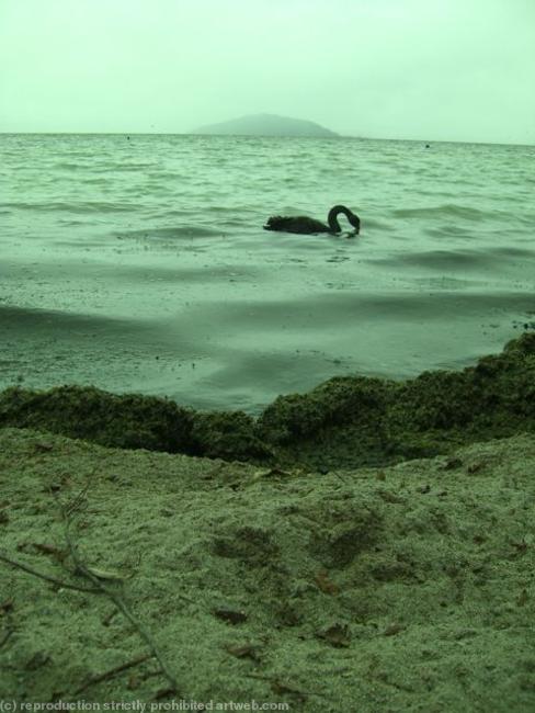 Black swan