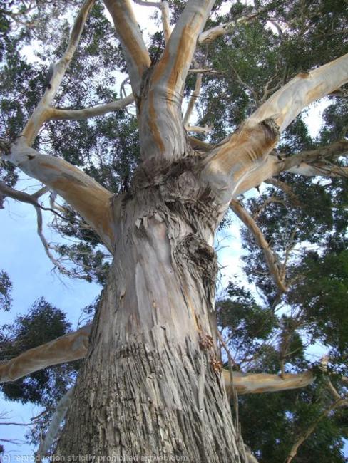 Eucalyptus