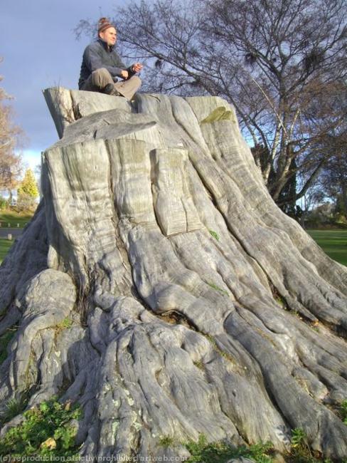 Tree stump