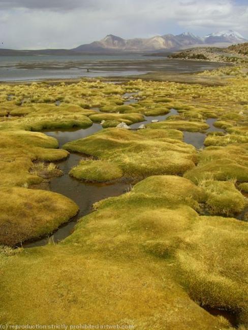 Altiplano landscape