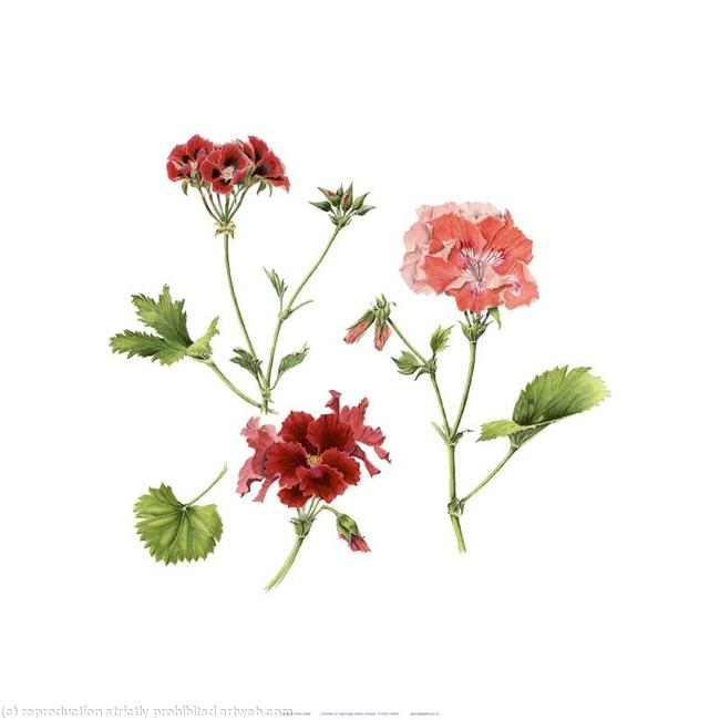 Pelargonium Crimson Unique, Rogue, Bonanza