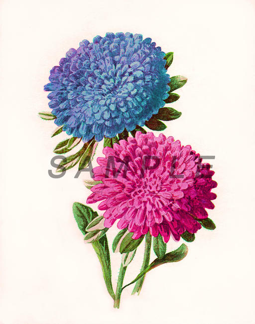 Asters