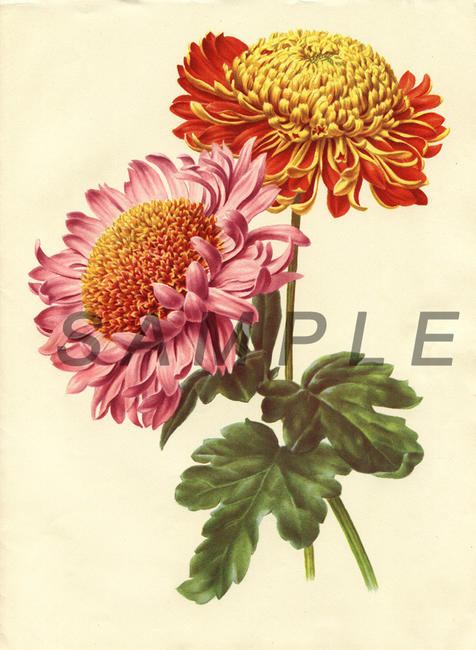 Chrysanths 2