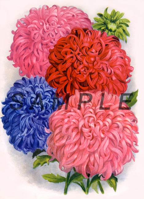 Chrysanths