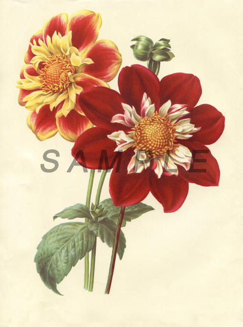 Dahlia