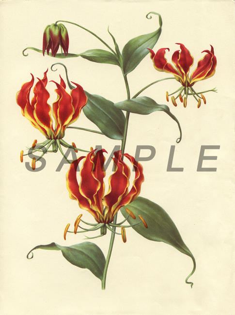 Martagon Lily