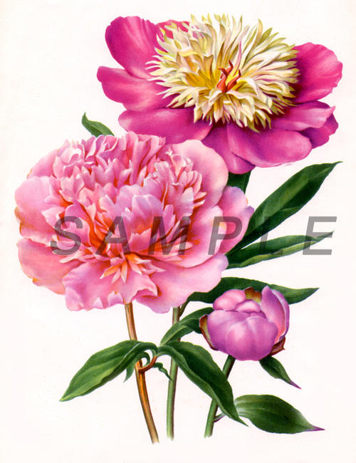 Peonies