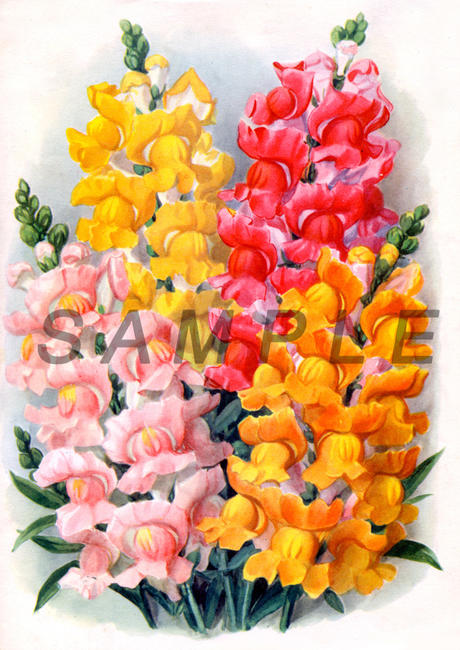 Snapdragons