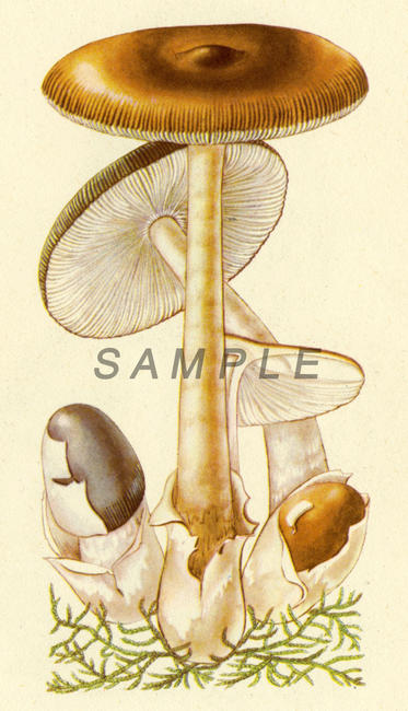 Fungus 1