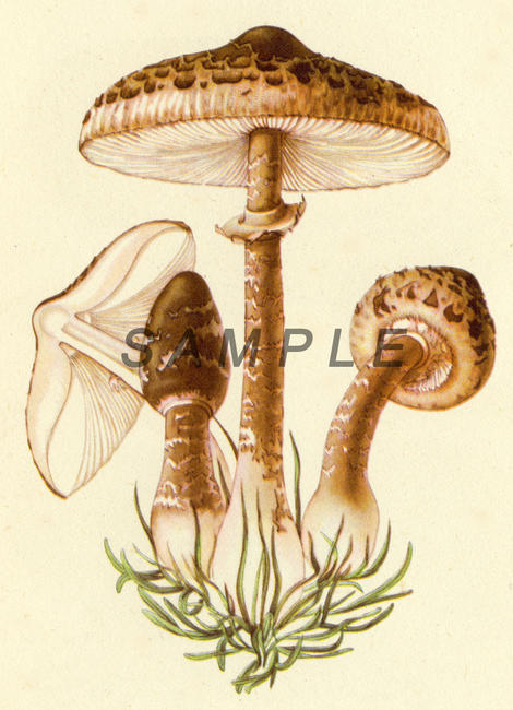 Fungus 2