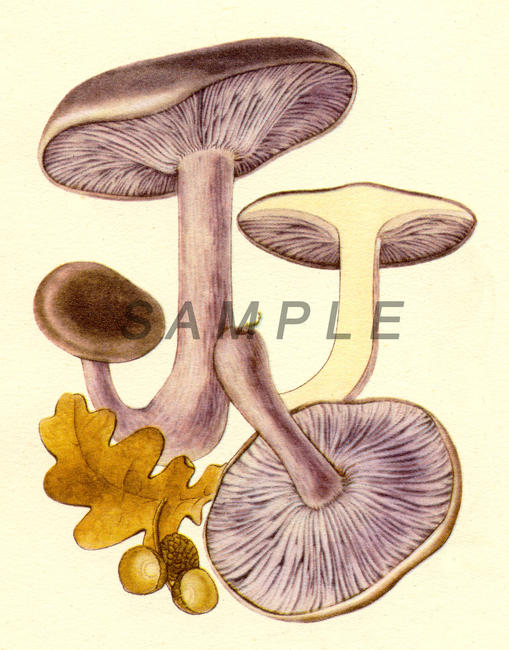 Fungus 3