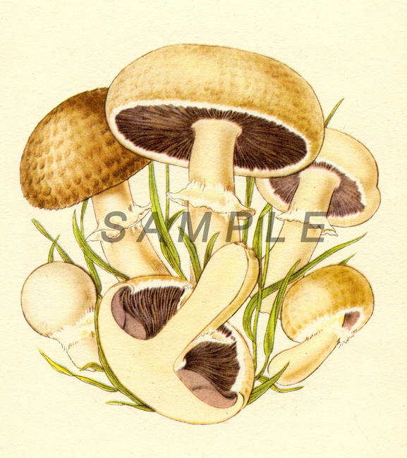 Fungus 4